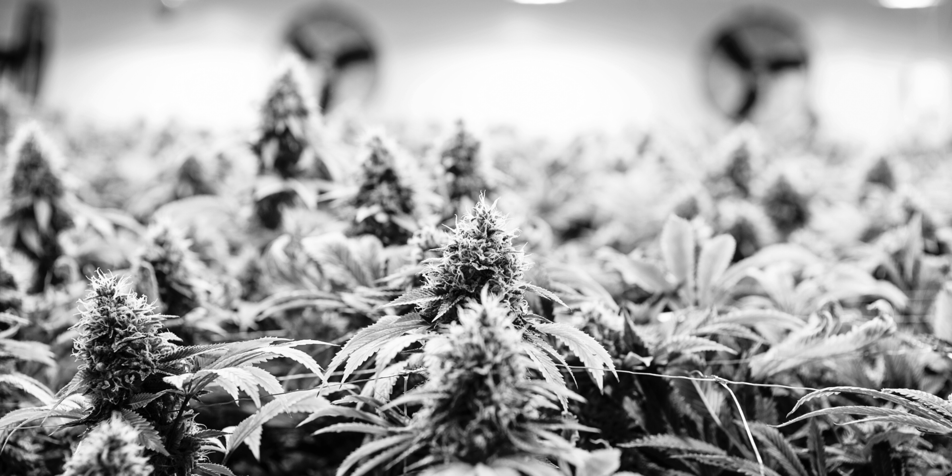 cannabis media