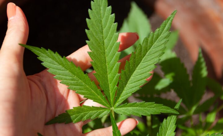 Cannabis research